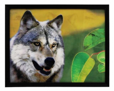 3D Bild Wolf