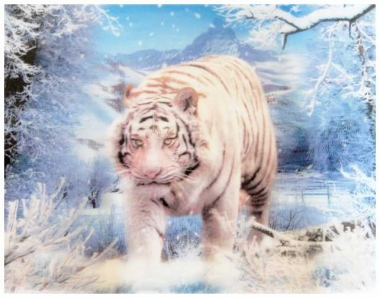 3D Poster Tiger