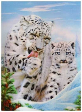 3D Poster White Baby Tigers