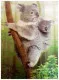 3D Poster My Sweet Koala Family