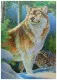 3D Poster Wolves