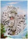 3D Poster White Baby Tigers