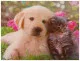 3D Poster Hund und Katze