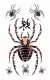 Tattoo Sticker Spider