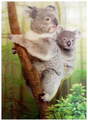 3D Poster Koala Familie