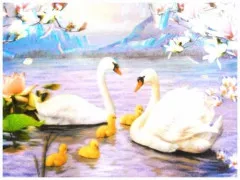 3D Poster Swan Family